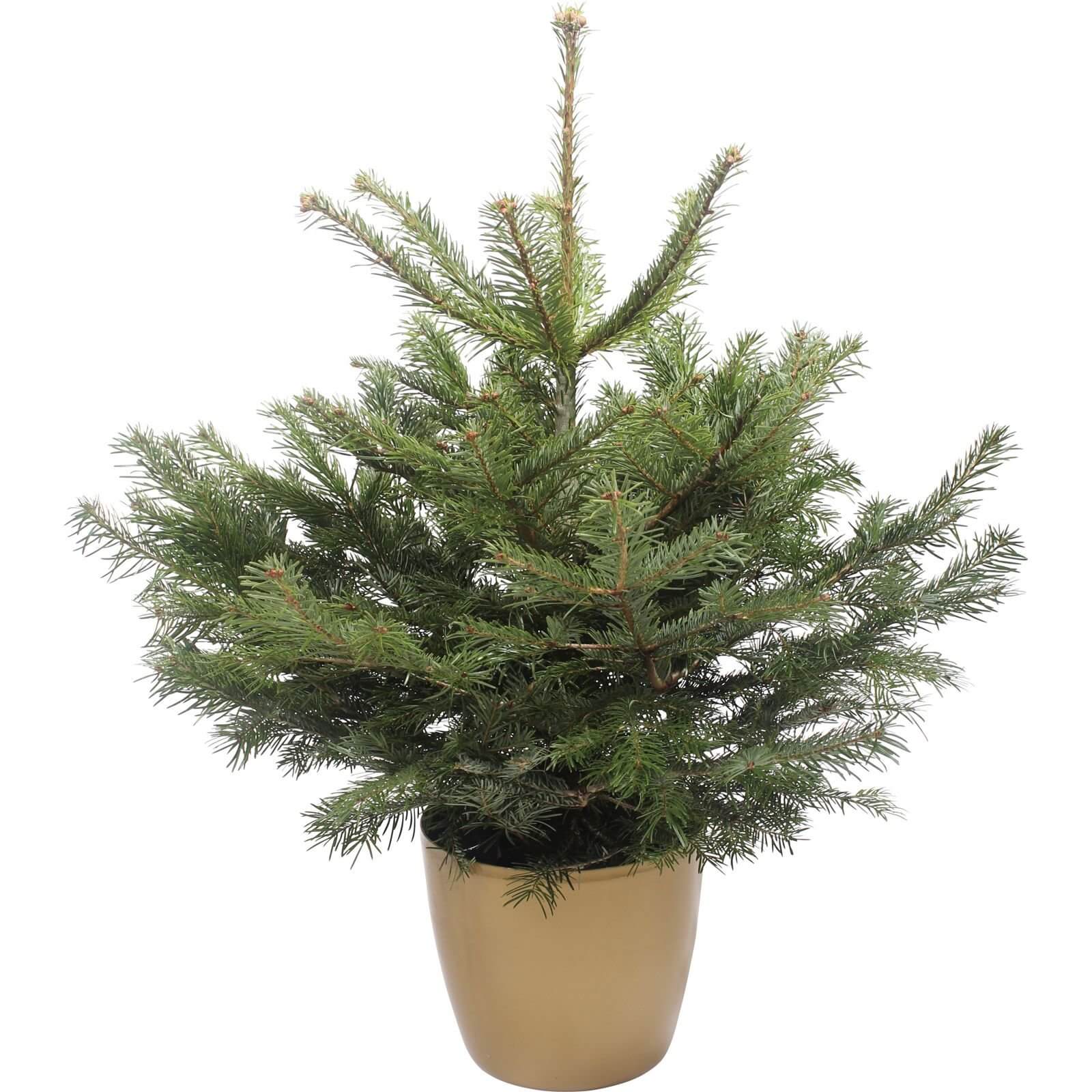 80-100cm (2.5-3ft) Living Pot Grown Nordman Fir Real Christmas Tree