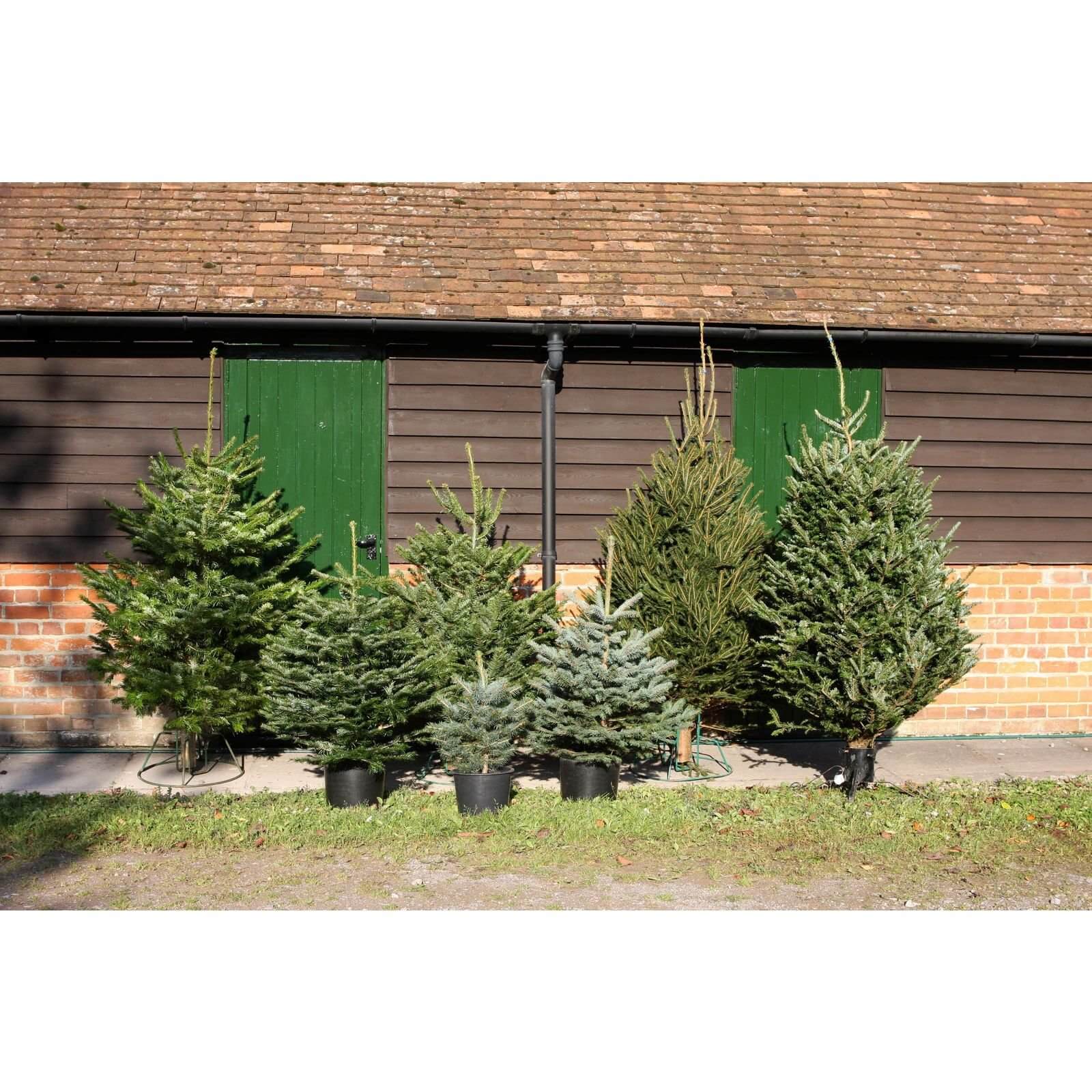 80-100cm (2.5-3ft) Living Pot Grown Nordman Fir Real Christmas Tree