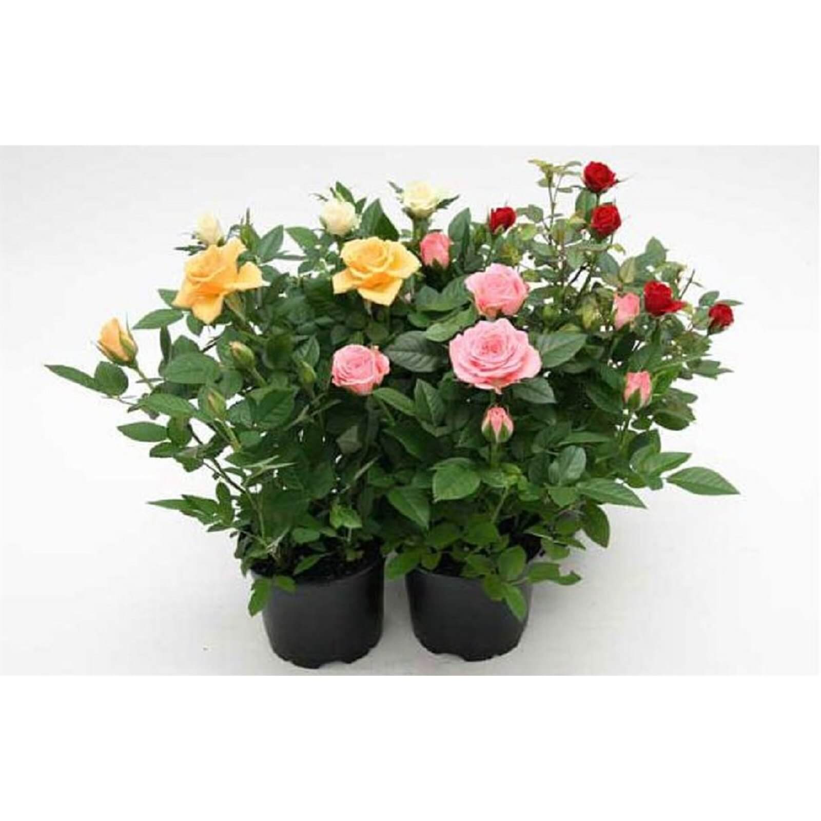 Mini Rose Houseplant - 10.5cm