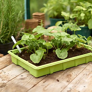 Seed Trays (Pack of 4)