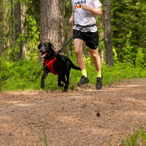 Hike Run Belt and Leash - Grey