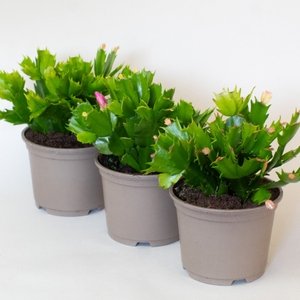 Schlumbergera (Xmas Cactus) 10.5cm pot bundle - 3 plants