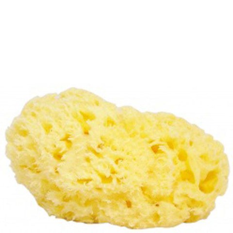 The Natural Sea Sponge Company - Honeycomb Sea Sponge (Approx 5 Inches)