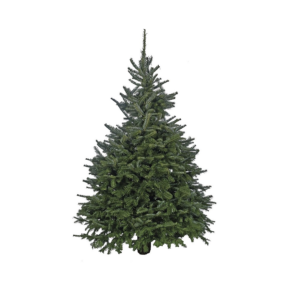 180cm+ (6ft+) Real Cut Fraser Fir Christmas Tree