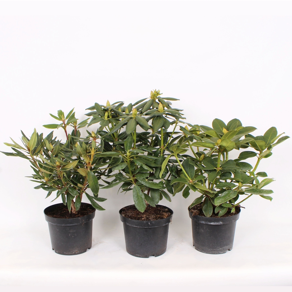 Rhododendron Hybrid Mix 23cm