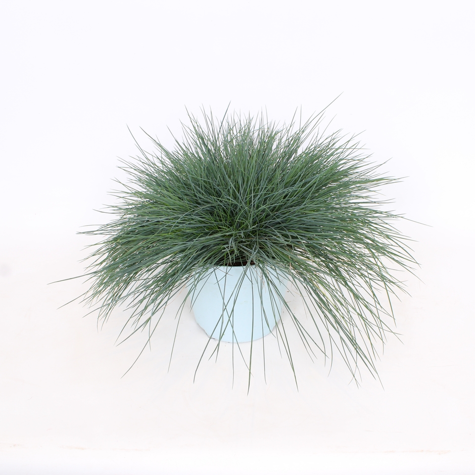 Grass Festuca glauca Intense Blue (Blue Fescue) - 17cm