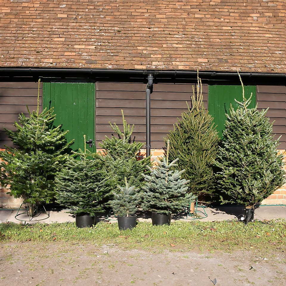 180-210cm (6-7ft) Real Cut Nordman Fir Christmas Tree