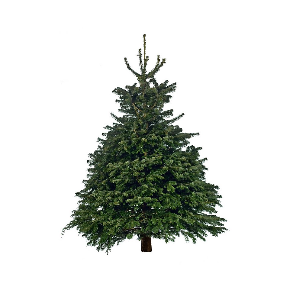 180-210cm (6-7ft) Real Cut Nordman Fir Christmas Tree