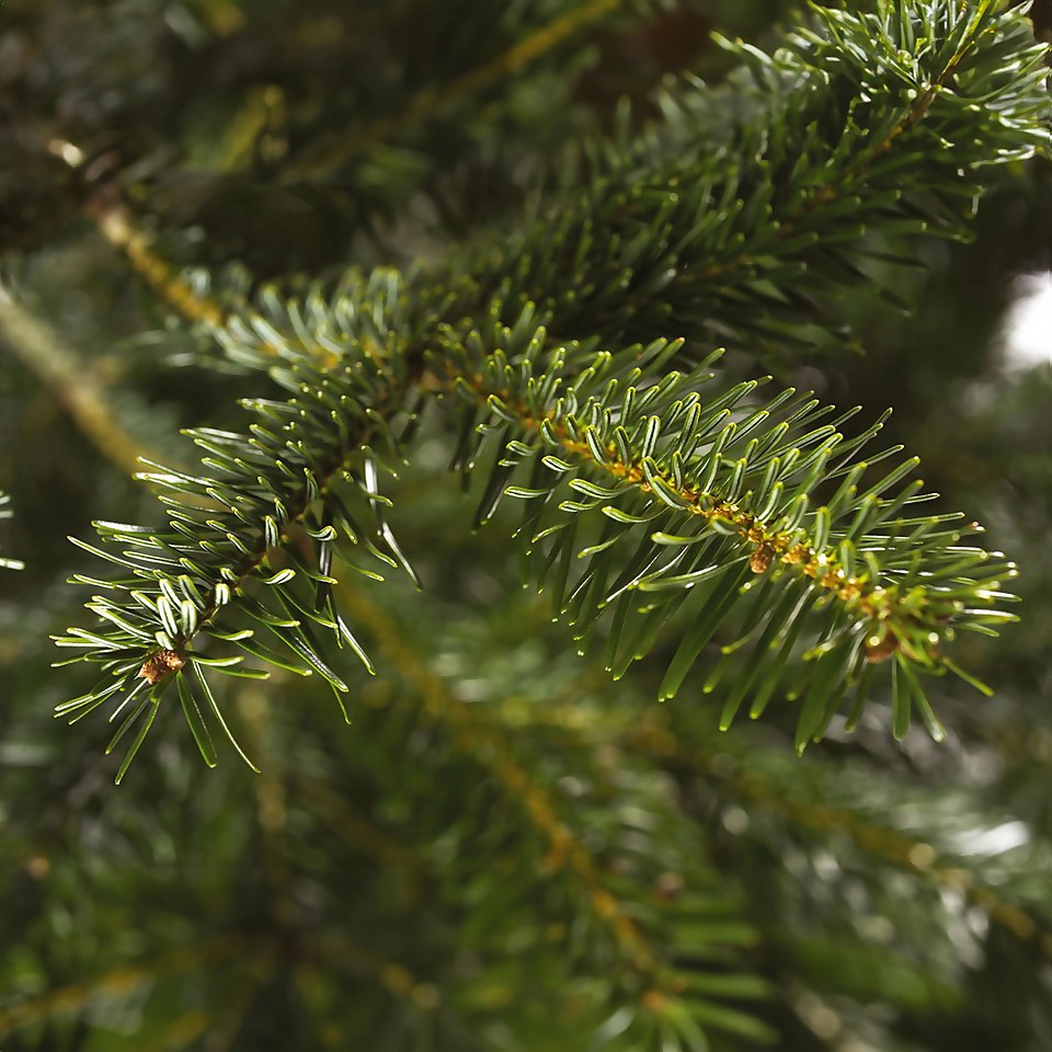 180-210cm (6-7ft) Real Cut Nordman Fir Christmas Tree | Homebase