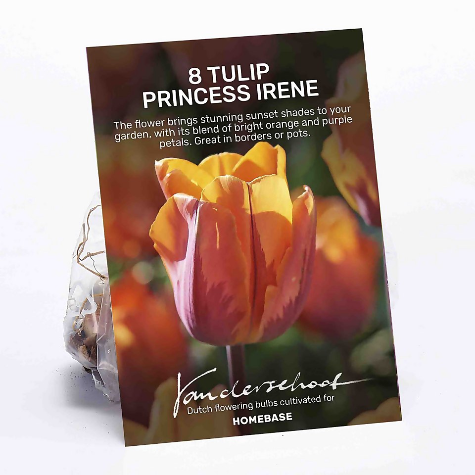 Tulip Princess Irene