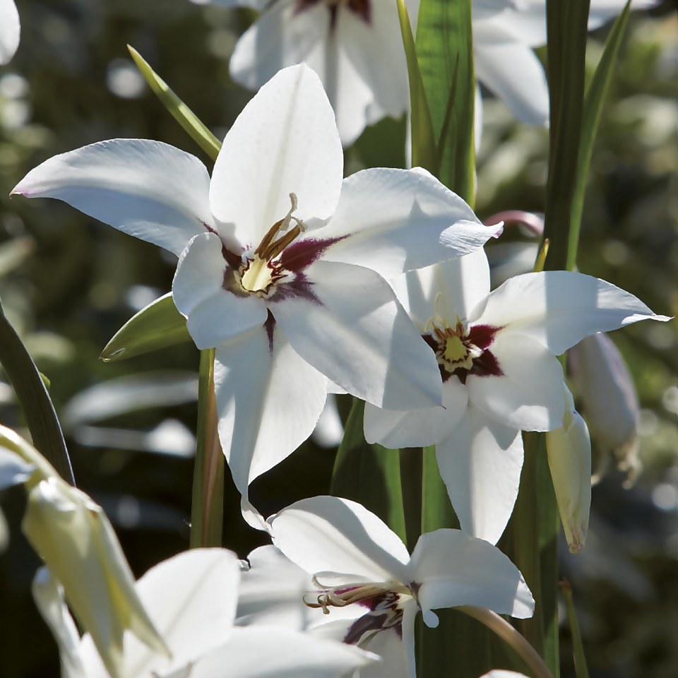 Gladiolus Callianthus - Bicolour - Summer Bloom Bulbs