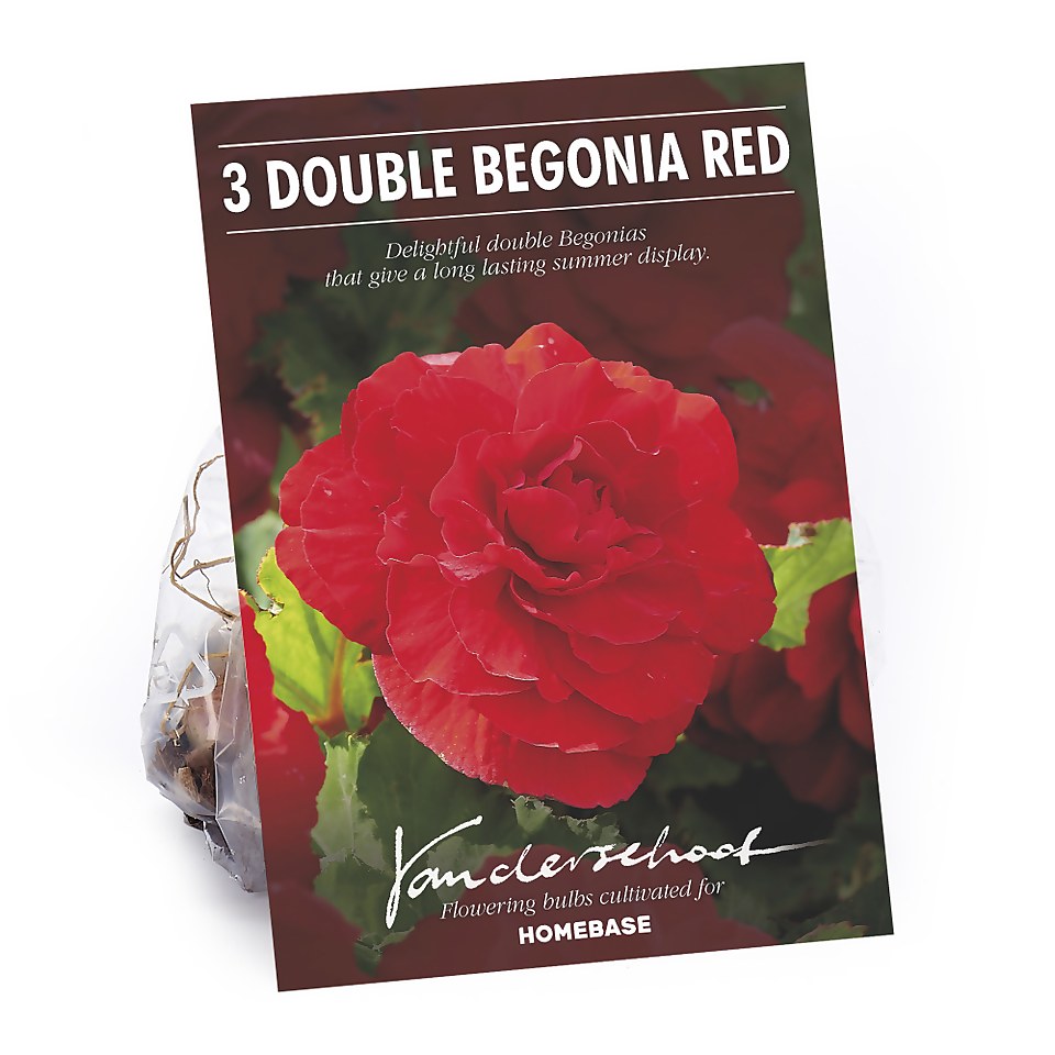 Begonia - Red - Summer Bloom Bulbs