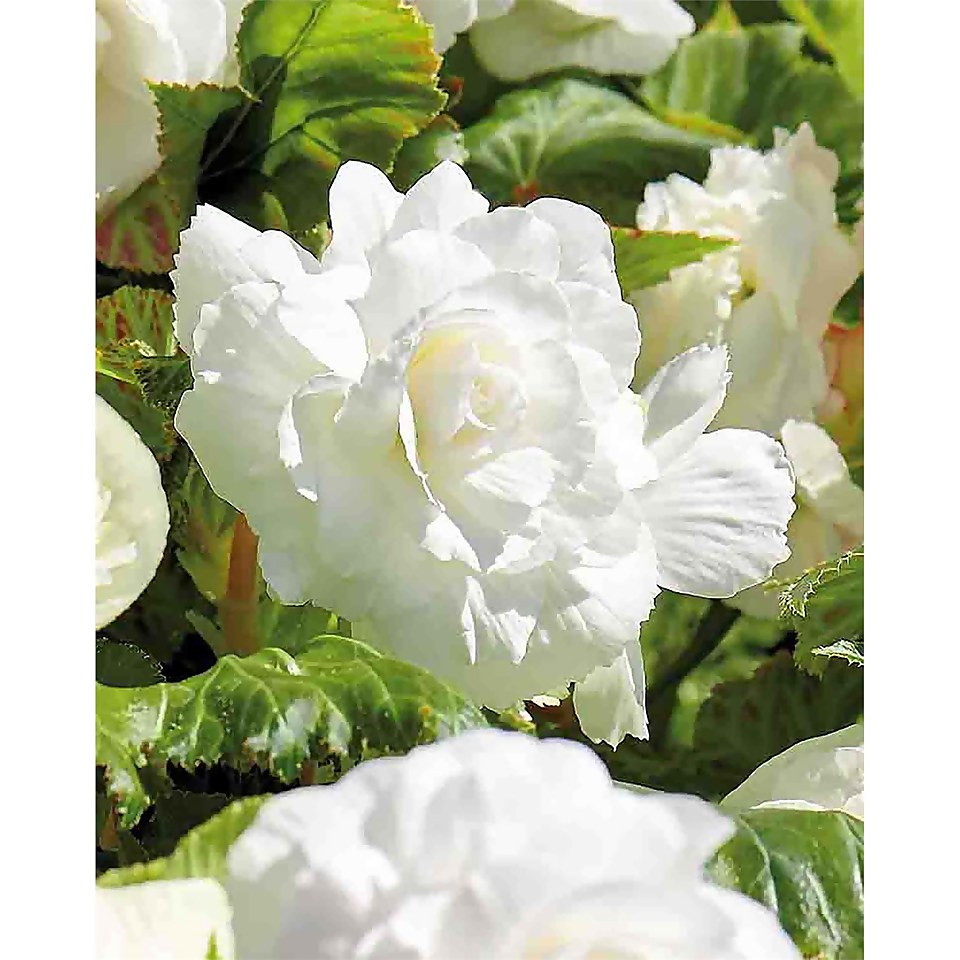 Begonia- White - Summer Bloom Bulbs