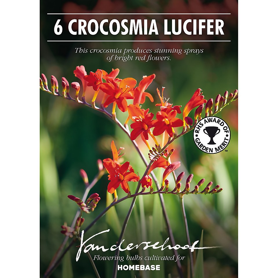 Crocosomia Lucifer - Summer Bloom Bulbs