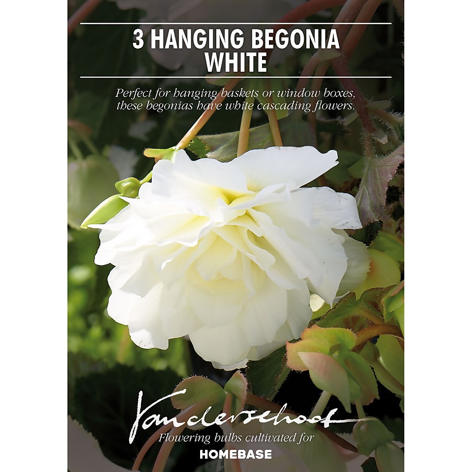 Begonia - White - Summer Bloom Bulbs