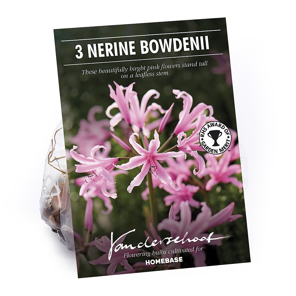 Nerine Bowdenii - Summer Bloom Bulbs