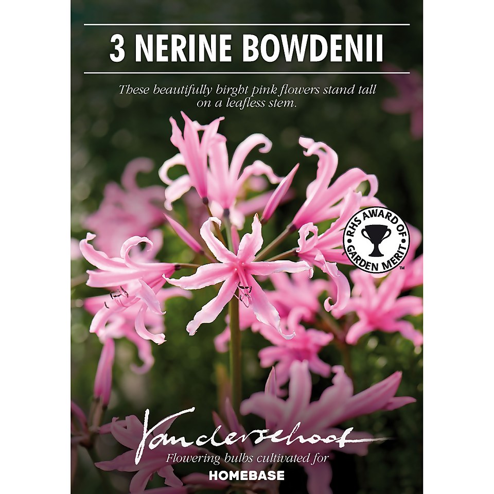 Nerine Bowdenii - Summer Bloom Bulbs