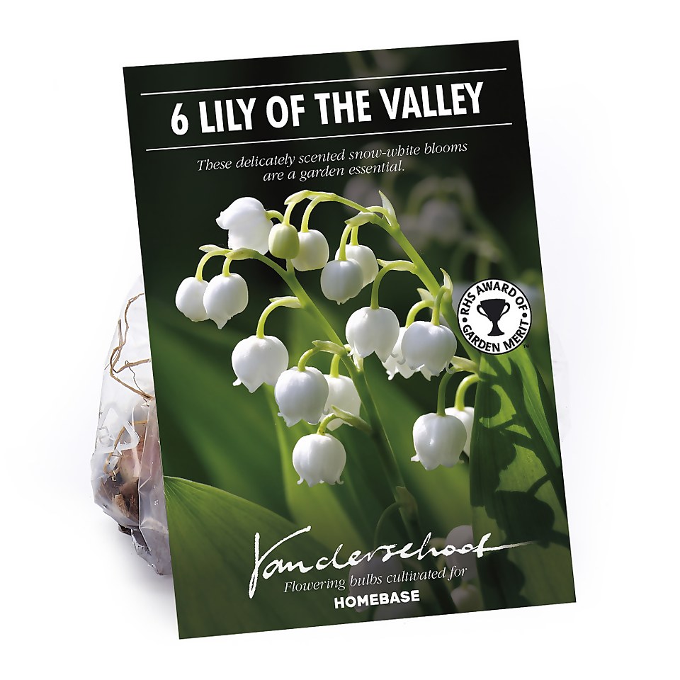 Convallaria Lily of the valley Summer Bloom Bulbs Homebase