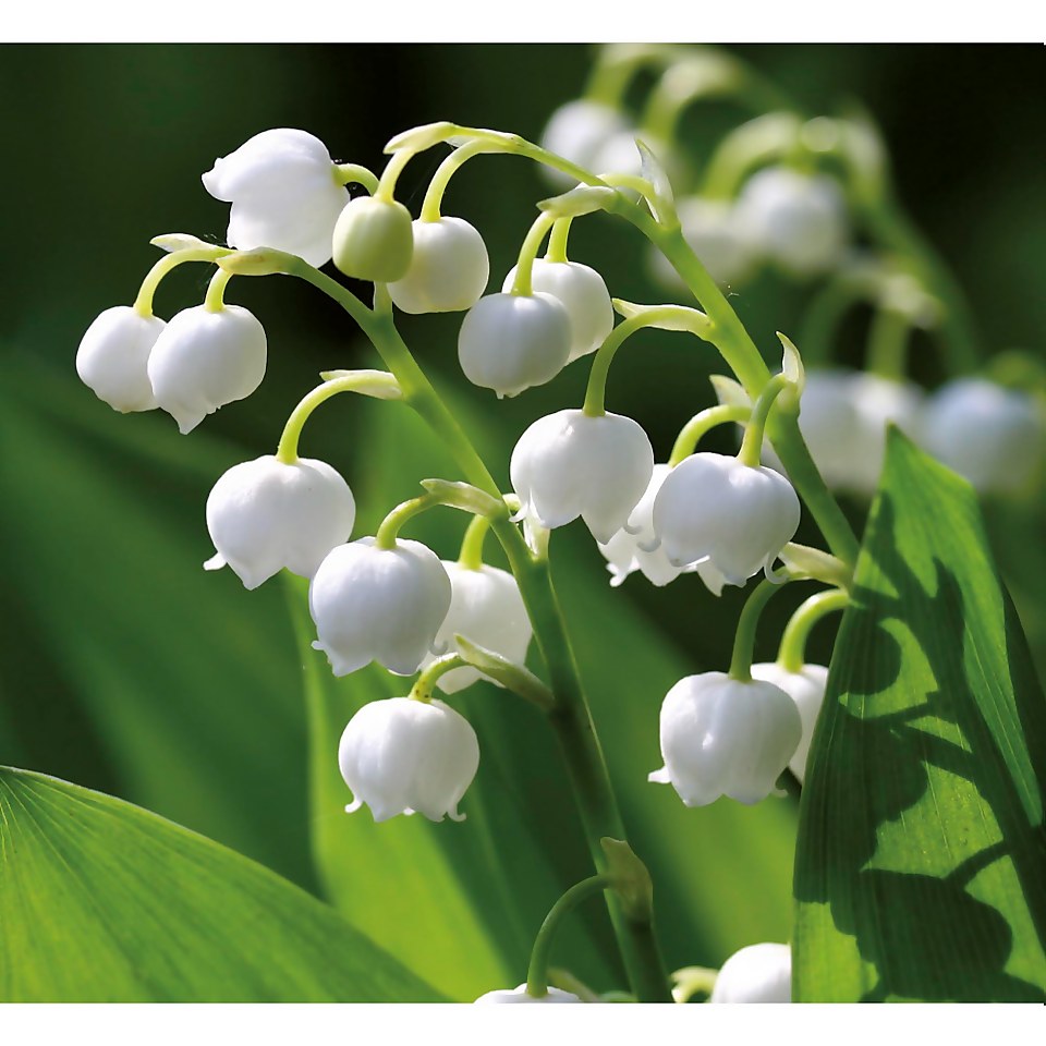 Convallaria Lily of the valley - Summer Bloom Bulbs