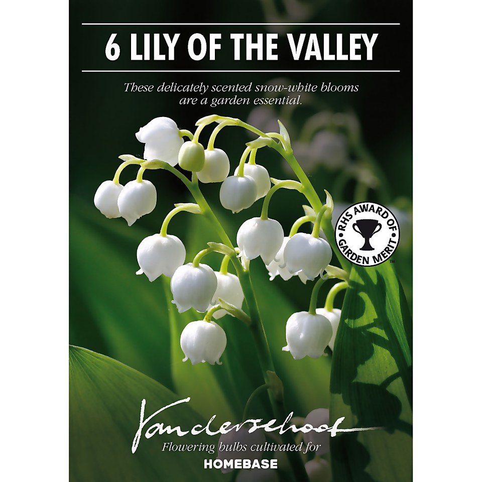 Convallaria Lily of the valley - Summer Bloom Bulbs