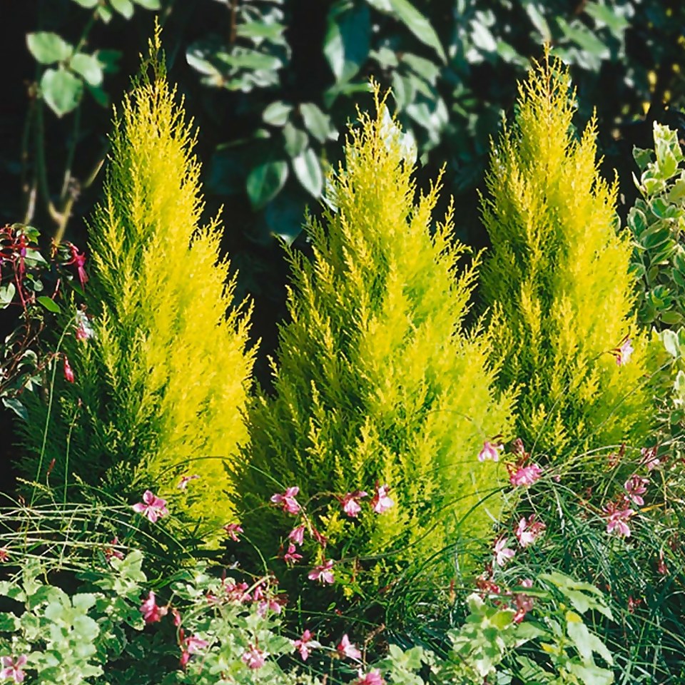 Cupressus Goldcrest - Monterey cypress - 23cm
