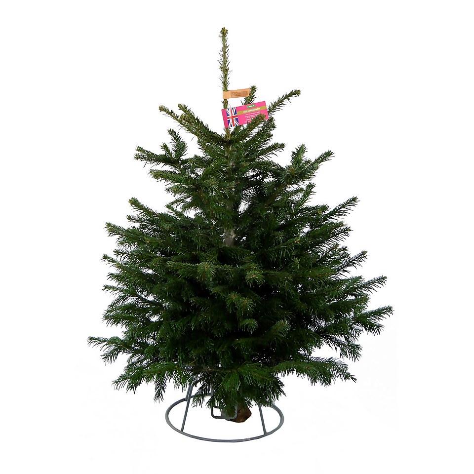 4-5ft Nordman Fir Real Cut Christmas Tree