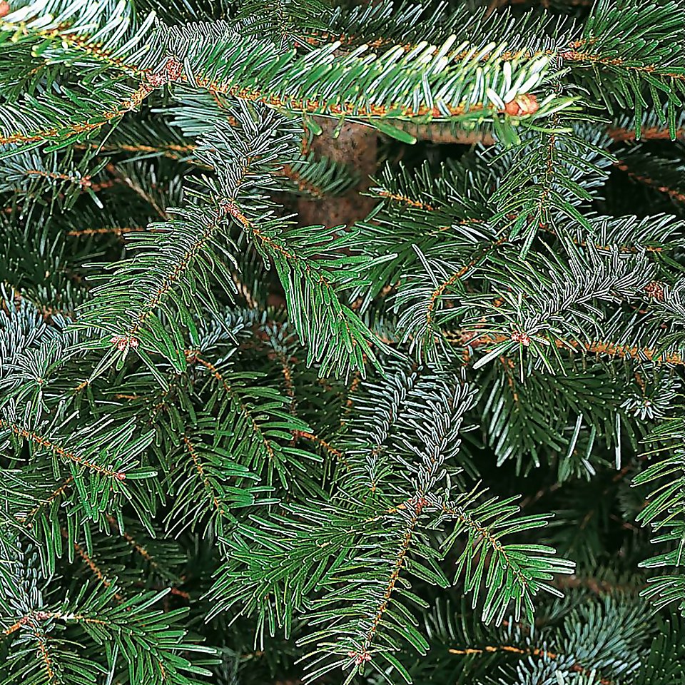210-240cm (7-8ft) Real Cut Nordman Fir Christmas Tree