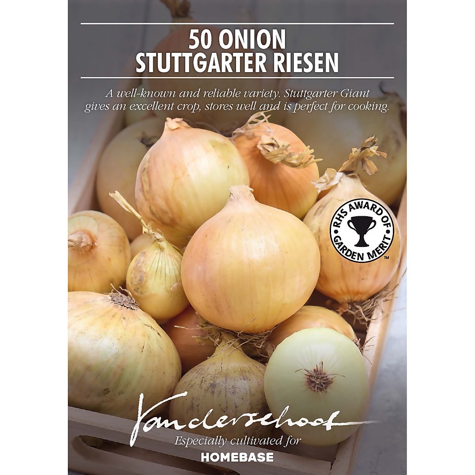 Onion 'Stuttgarter Giant'
