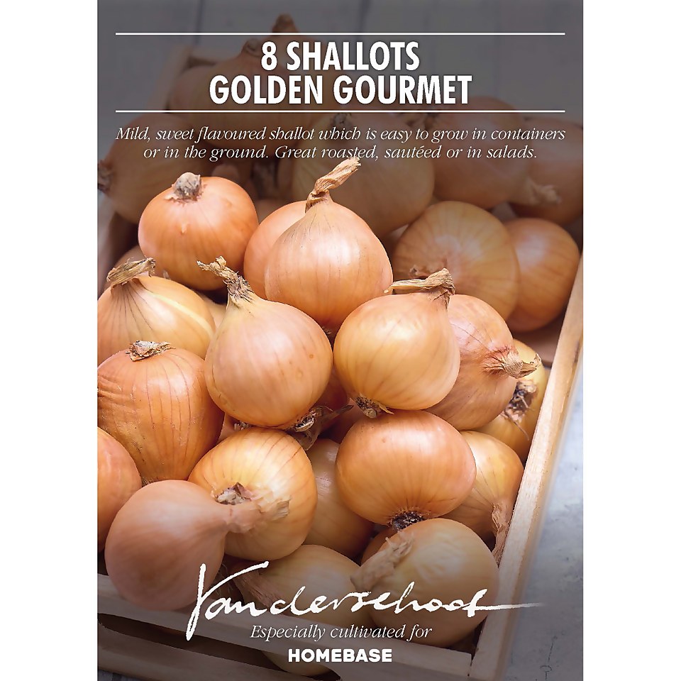 Shallot 'Golden Gourmet'