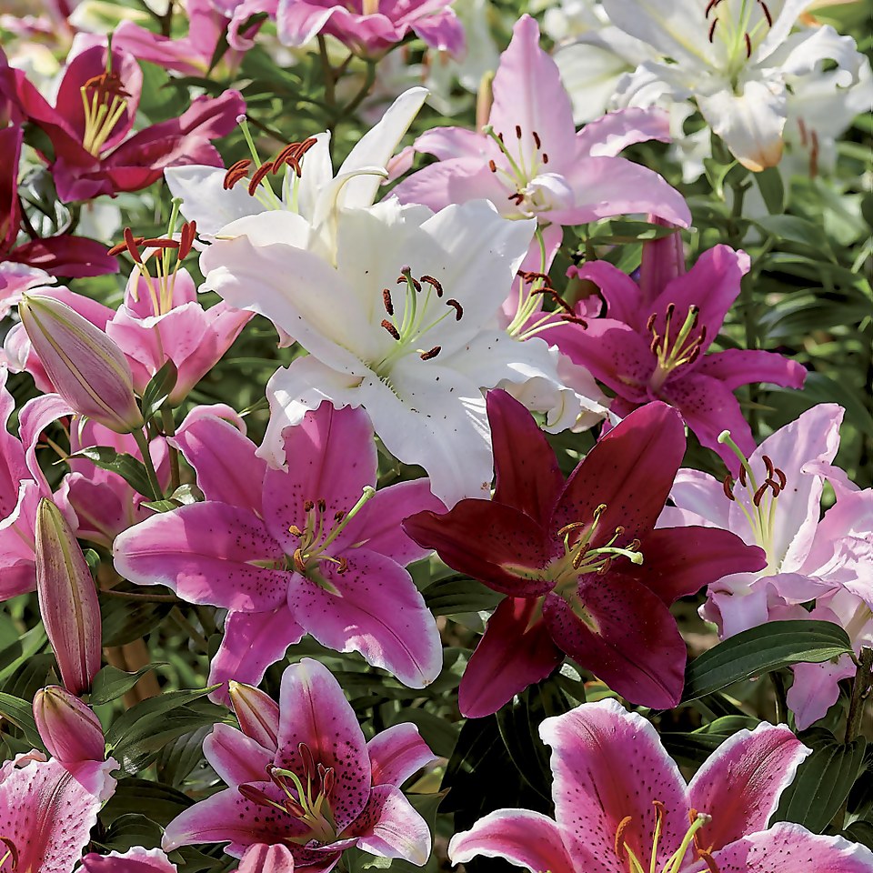 Mixed Lilies - Summer Bloom Bulbs