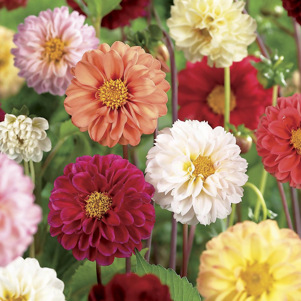 Mixed Unwin Dahlia's - Summer Bloom Bulbs