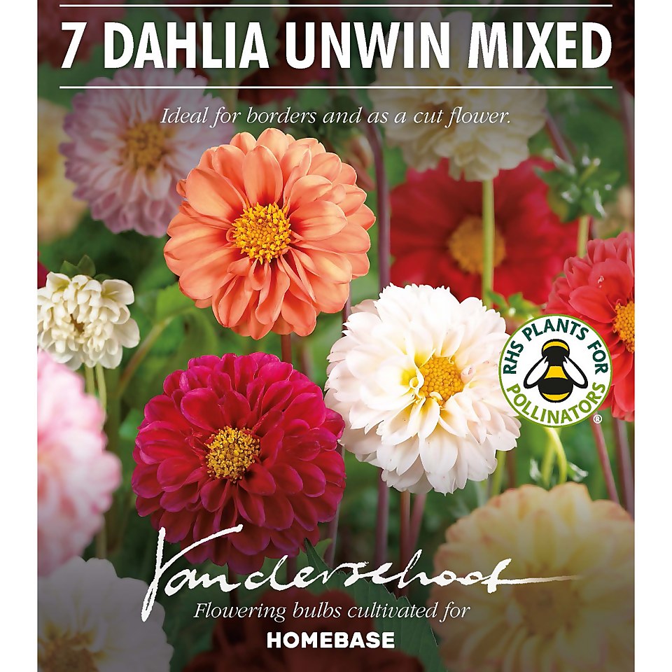 Mixed Unwin Dahlia's - Summer Bloom Bulbs