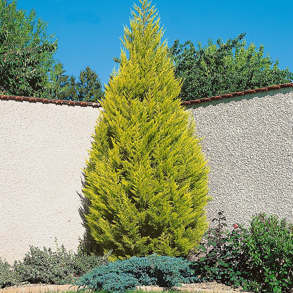 Monterey cypress Goldcrest 'Cupressus macrocarpa Goldcrest' - 17cm