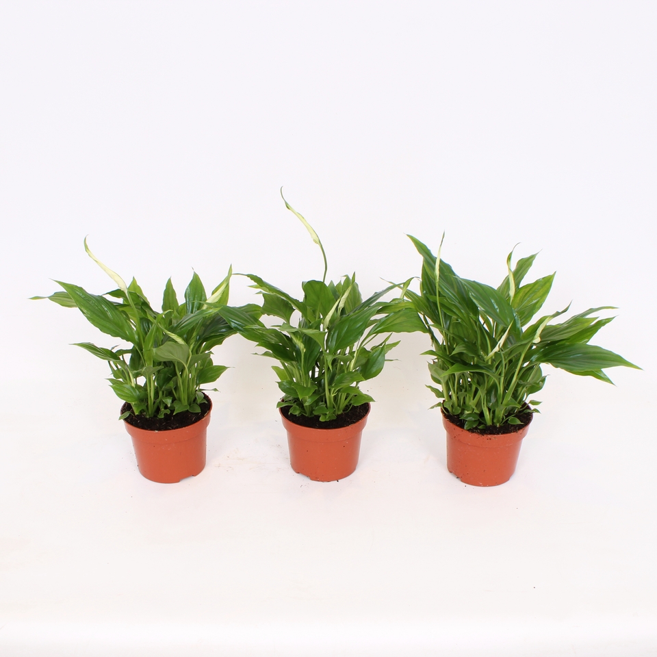 Spathiphyllum (Peace Lily) Houseplant - 10.5cm
