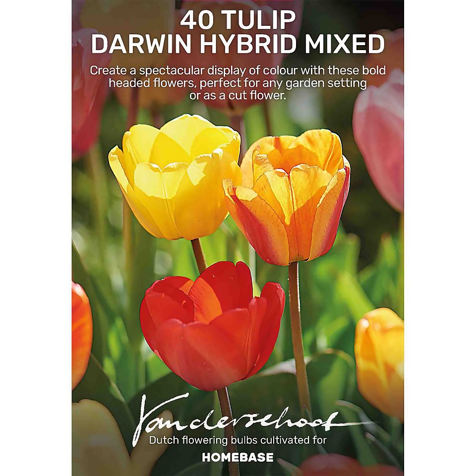 Tulip Darwin hybrid mixed
