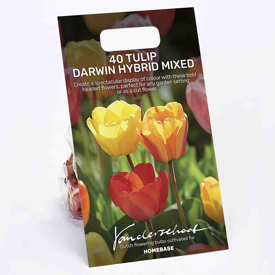 Tulip Darwin hybrid mixed