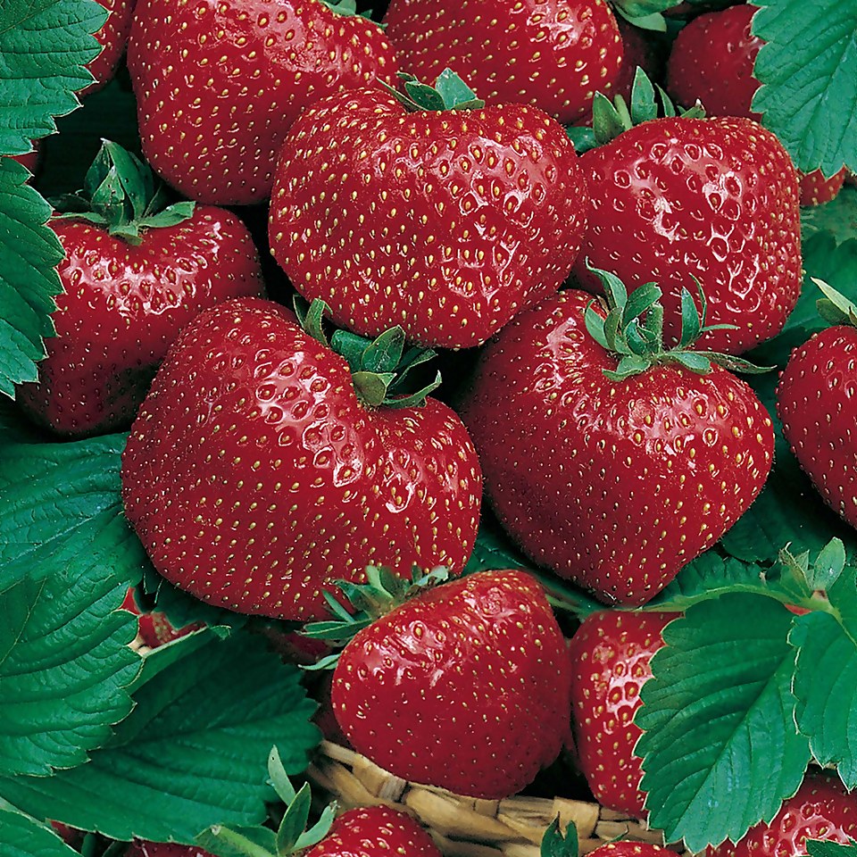 Strawberry Red Gauntlet - 9cm