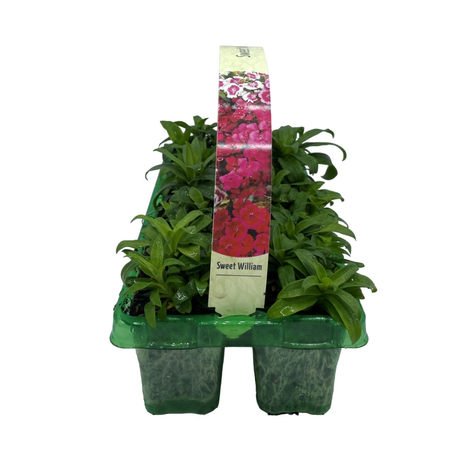 Sweet William (Dianthus Barbatus) Mix 10 Pack Spring Bedding Plants