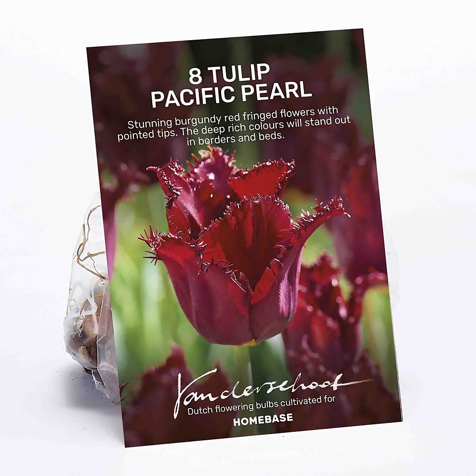 Tulip Pacific Pearl