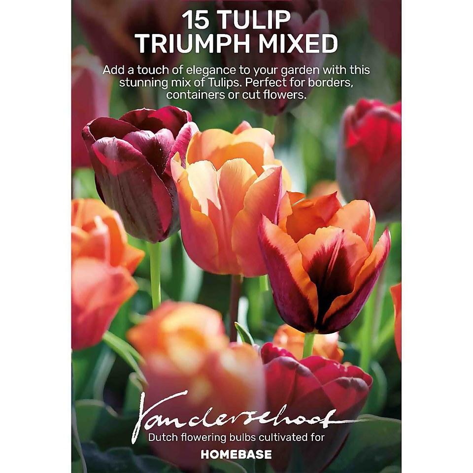 Tulip triumph mixed Jimmy, Slawa & Jan Reus