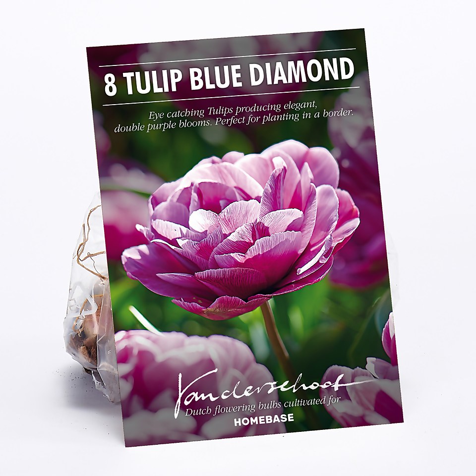 Tulip Blue Diamond