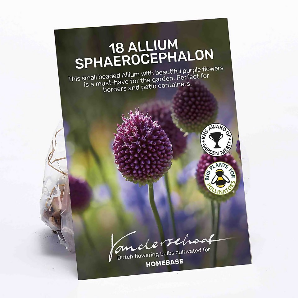 Allium Sphaerocephalon