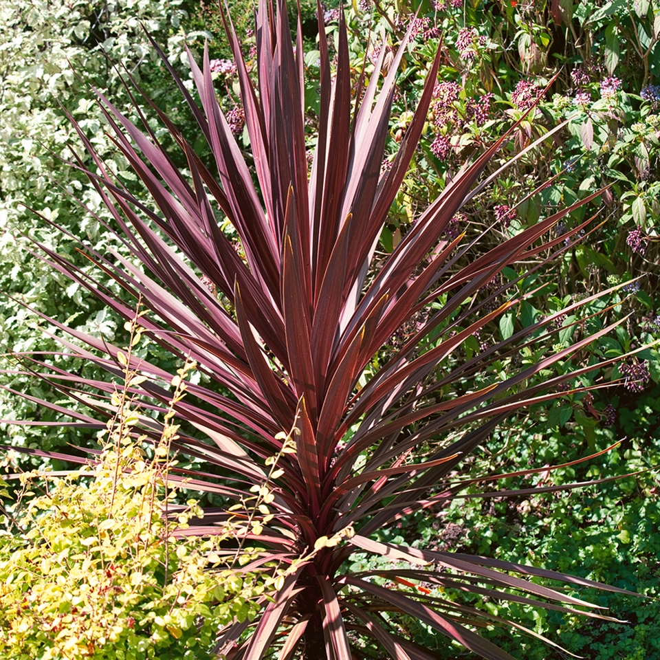 Cordyline australis 'Red Star' - 12cm