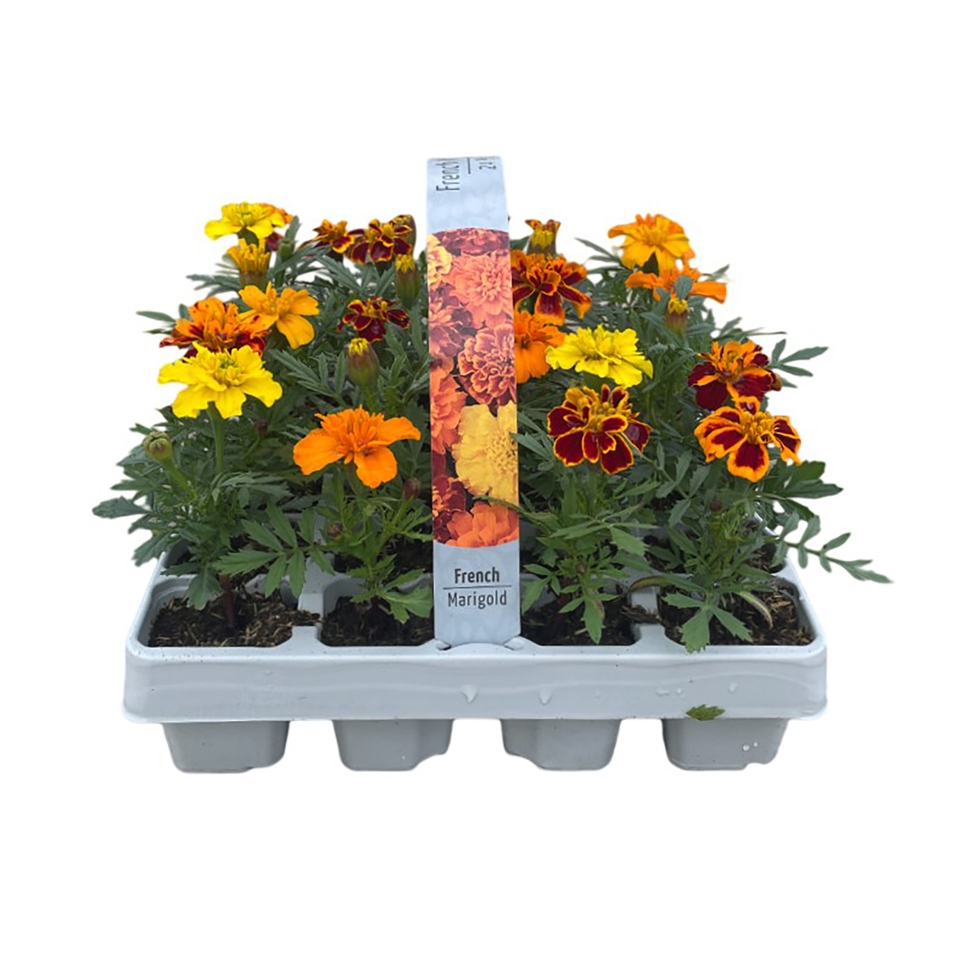 Summer Bedding Plant Selection 24 Pack