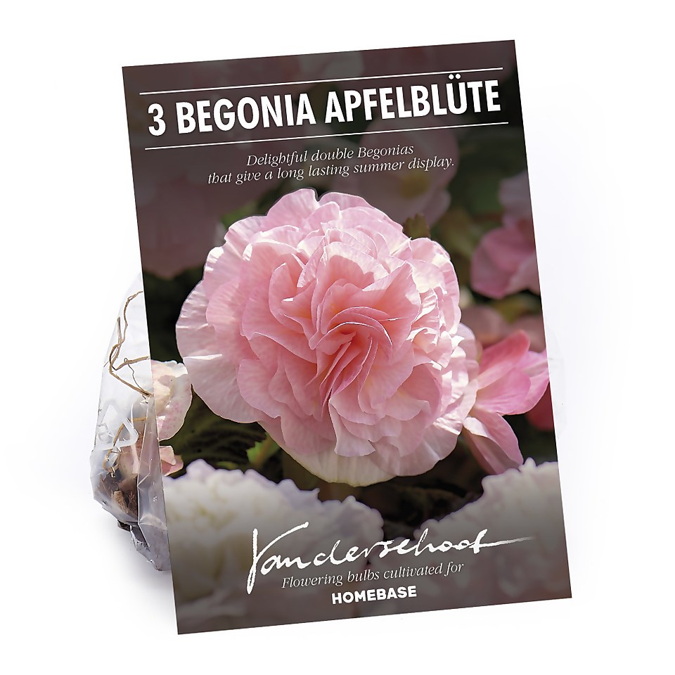 Begonia - Wummi Apfelblute - Summer Bloom Bulbs