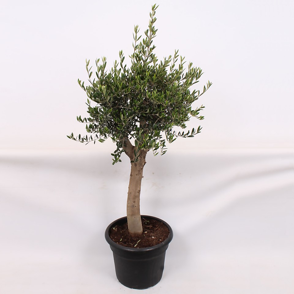 Olive Tree - 35L Mediterranean Large Standard