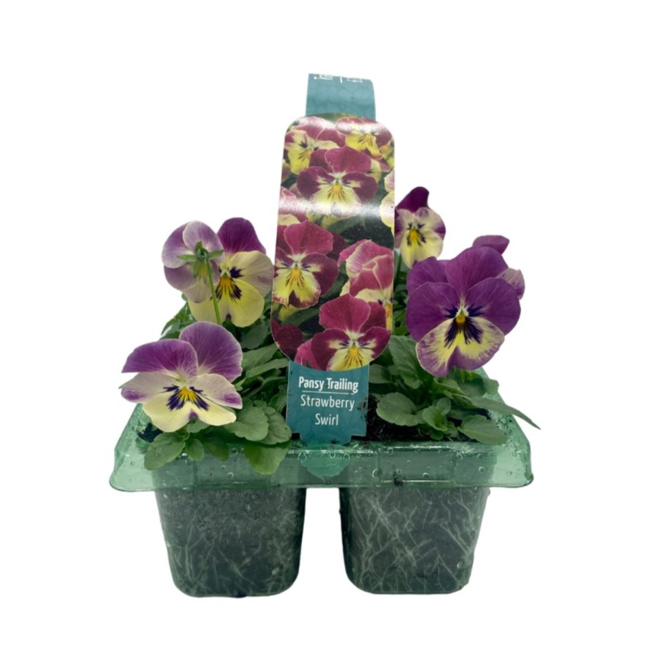 Pansy & Viola Trailing Mix Large 6 pack Spring Bedding Plants