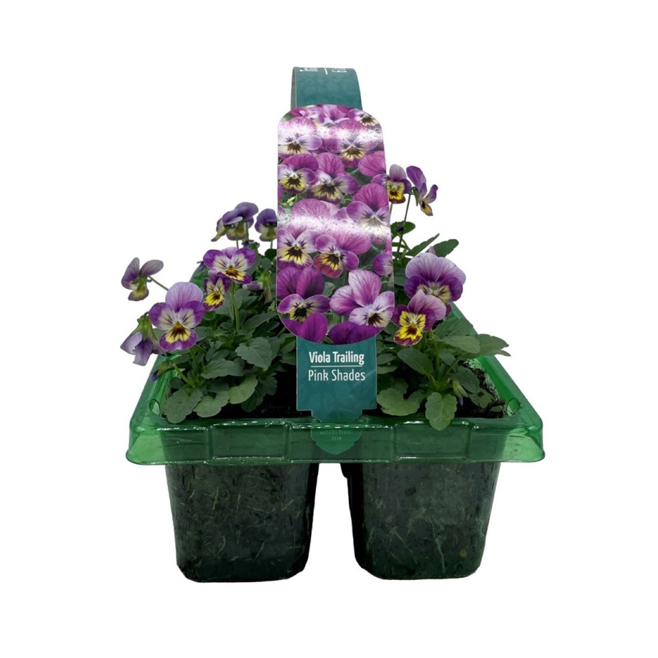 Pansy & Viola Trailing Mix Large 6 pack Spring Bedding Plants
