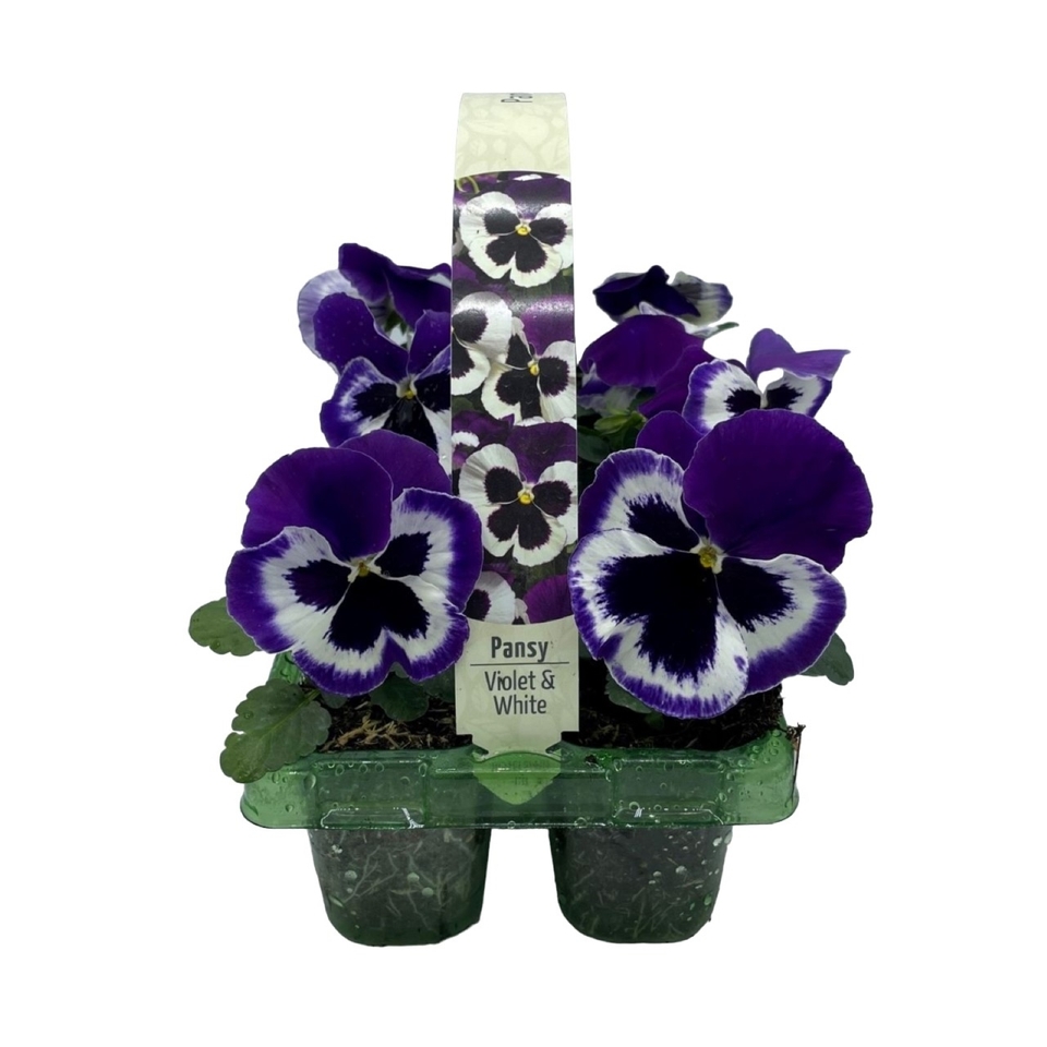 Pansy Mix 6 pack Spring Bedding Plants