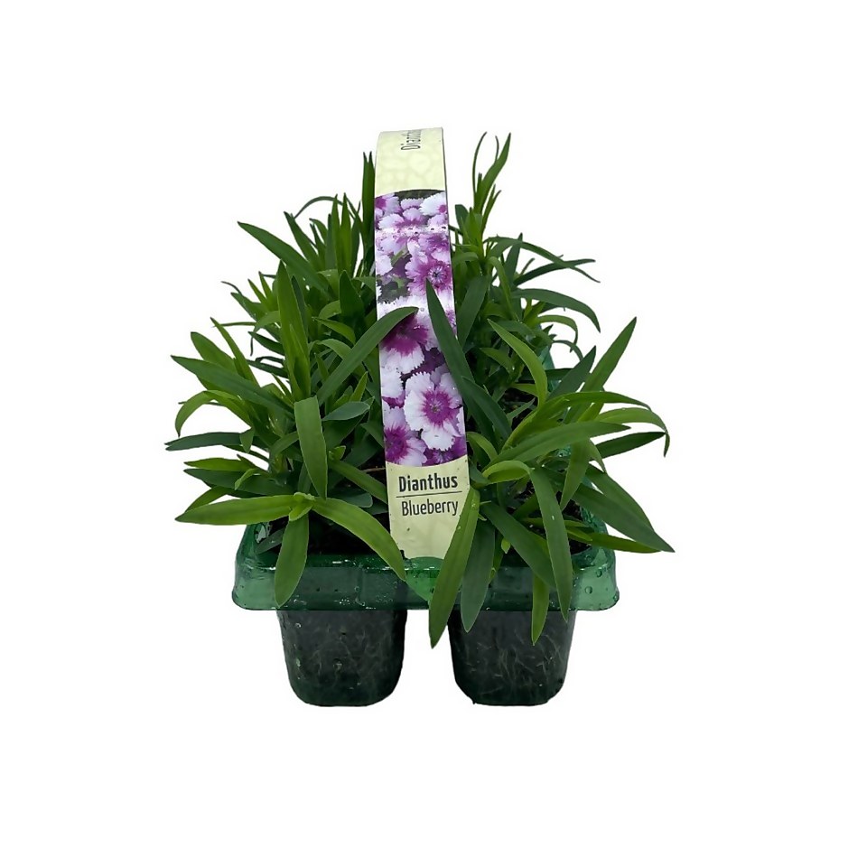 Dianthus Garden Pinks Mix 6 Pack Summer Bedding Plant